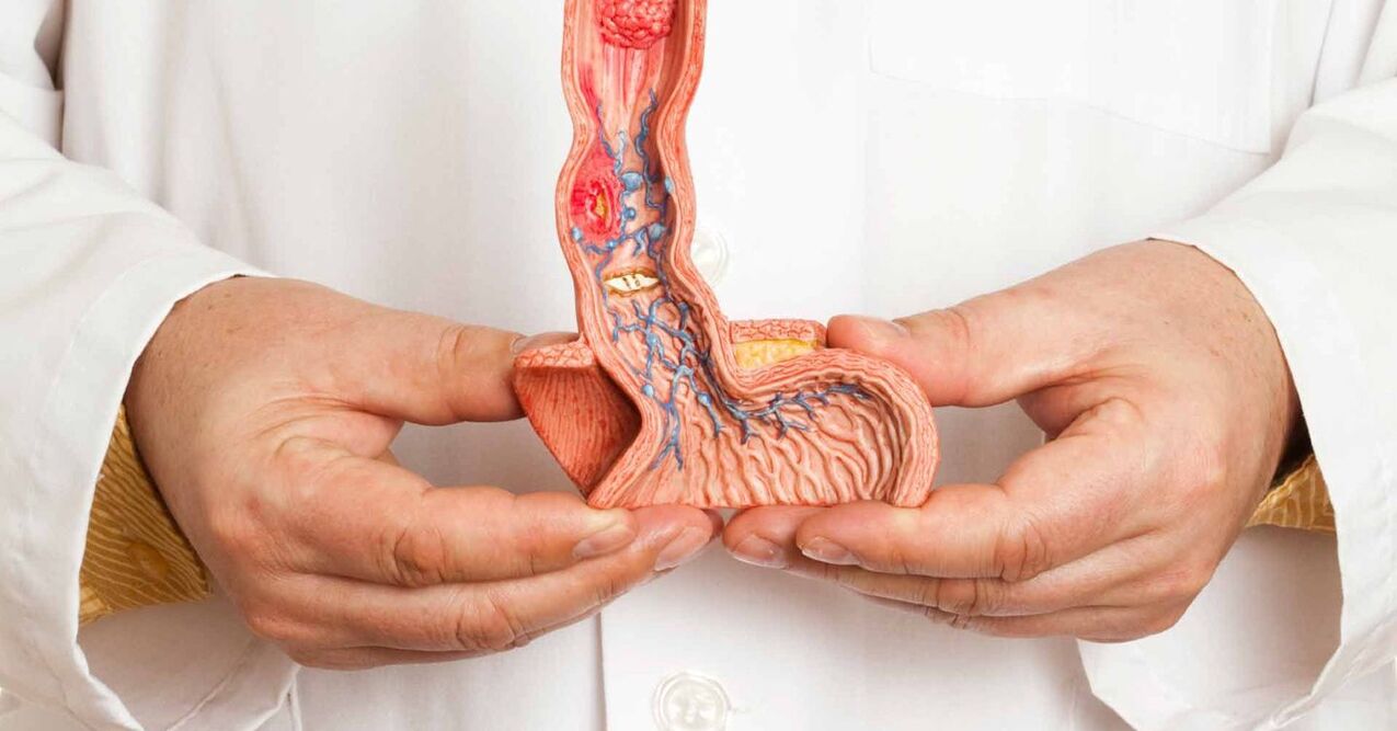 cấu trúc dương vật
